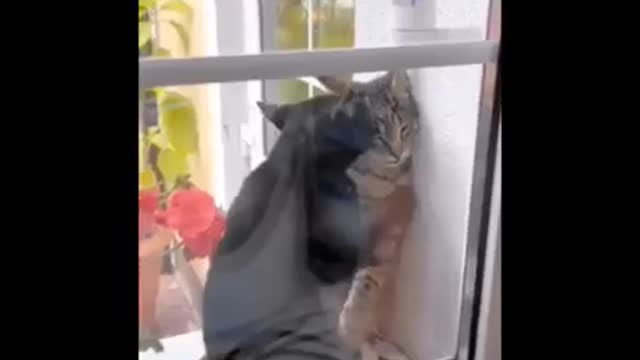 Cat Wants to Mate in Public! #shorts -link in description