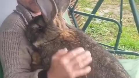 Giant Rabbit