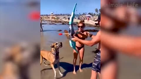 Funny Animal Videos 2023 😇 - Funniest Dogs 🐶