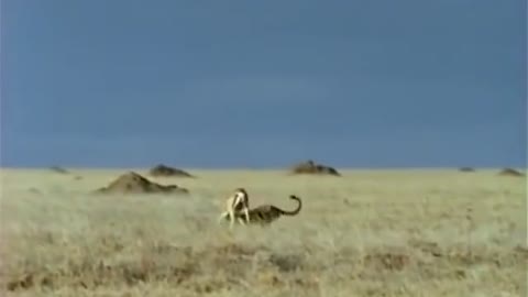 Amazing Cheetah Chase Compilation-4