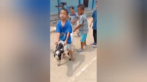Mobile phone funny videos