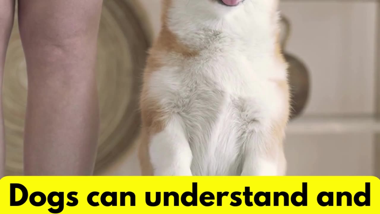 Service Animals #dogfacts #factsaboutdogs