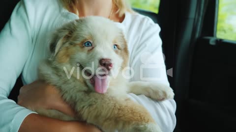 A road trip with a pet