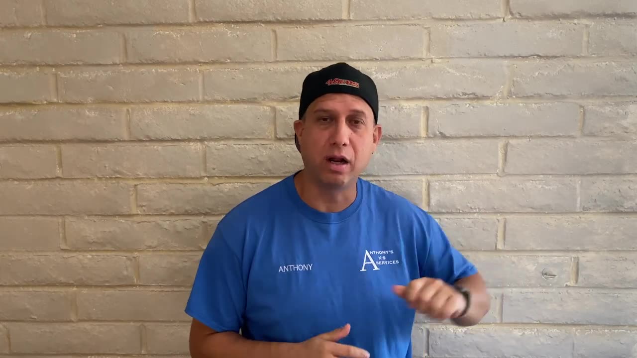 online instructional dog training vedio train your your dog at home