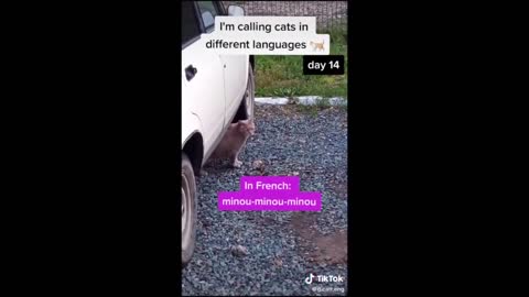 Animals Funniest Tiktok Compilation