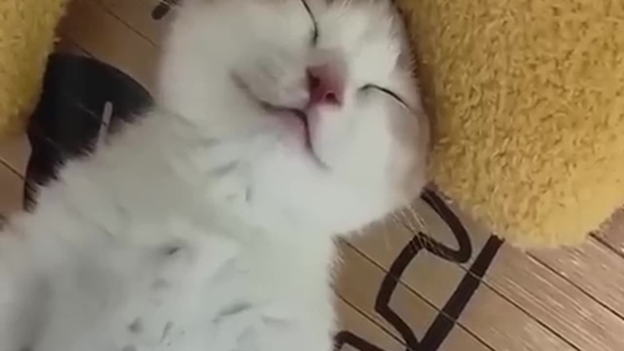 Funniest cats and πΆπ Dogs .....Funny animal video