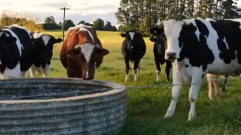 Cows and cattle grazing in beautiful landscapes part 2