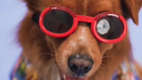 Beutiful cute dog