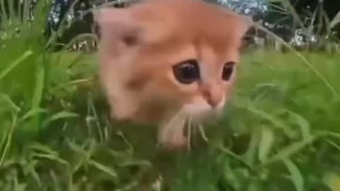 Cute pet 😺