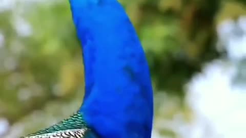 Birds Beautiful