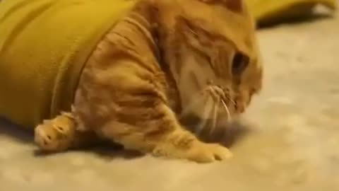 The cat like a worm