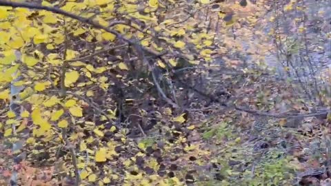 Touching Trees!