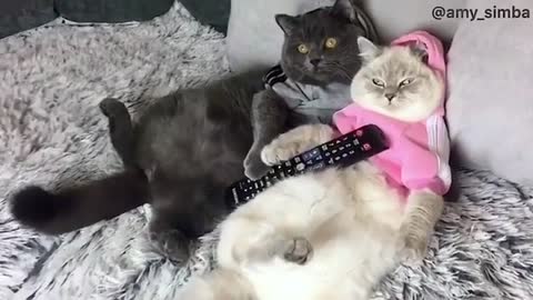 Two cute cats watch TV very seriously. Do your cats like to watch TV?