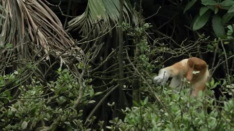 Go Ape - The Fascinating World of Primates