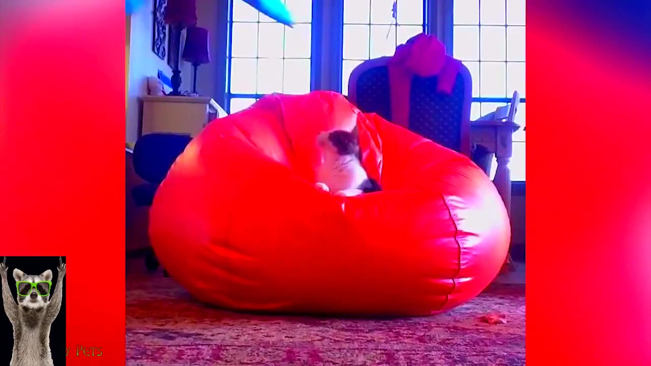 Funniest Cats And Dogs Videos 😂 - Best Funny Animal Videos 2023 😅