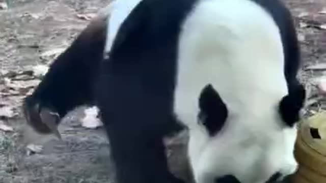 Adorable panda show it's talent