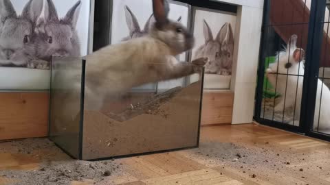 Cute rabbit - cute pets #4