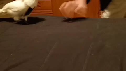 Bella the umbrella cockatoo plays with her daddy