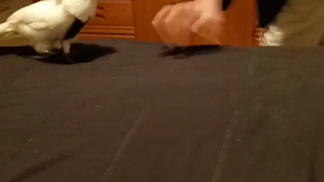 Bella the umbrella cockatoo plays with her daddy