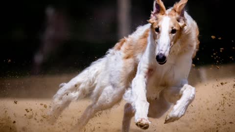 Greyhound is Faster than a Cheetah !!!