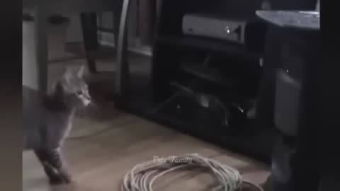 Funny Animals Videos 2023 - Funniest Cats And Dogs Video