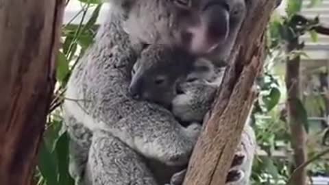 Mommy koala and her baby.