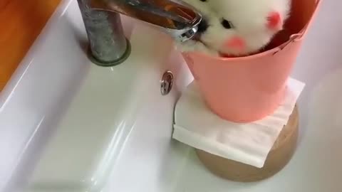 Cute Puppy