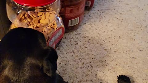 Moxie is the best
