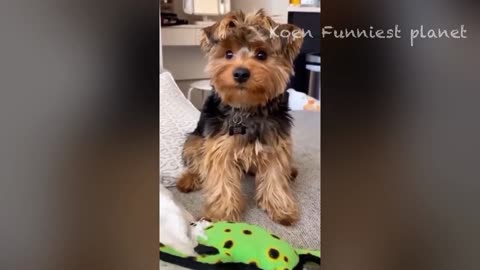 best Funny Animals 😅 Funniest Dogs And Cats Videos 2023🐶😺