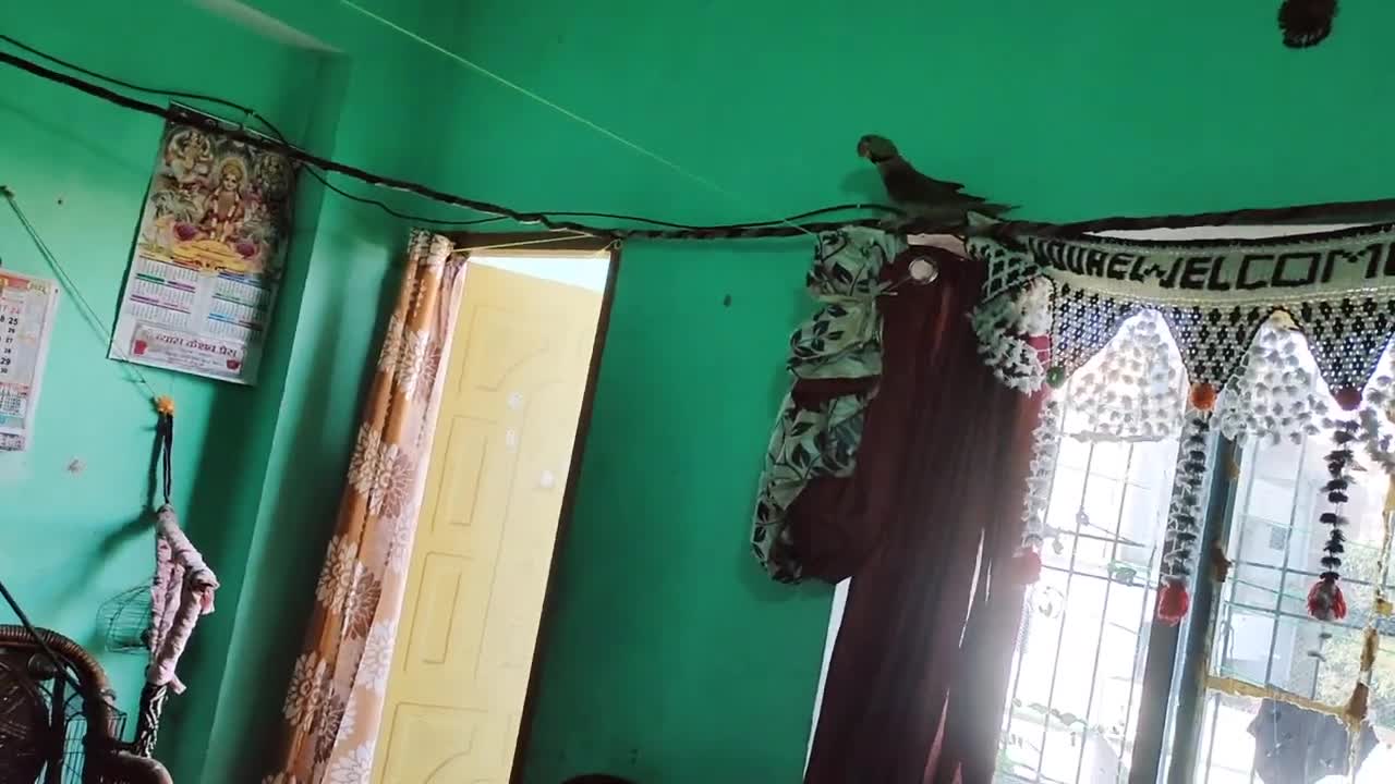 kukku rashi par khel rha hai 🐦