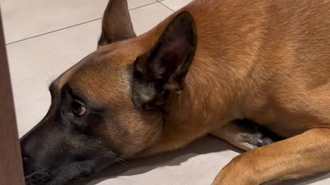 Cute dog video | Funny Dog | Dog video