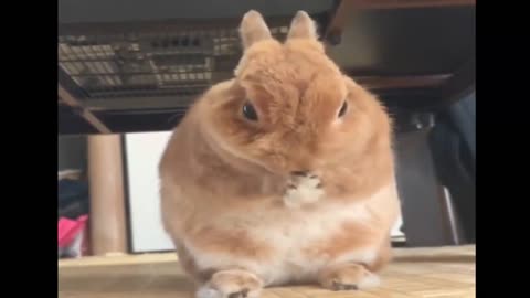 @funny Animals@,dog video,cat video,bast funny animals vedeo+21