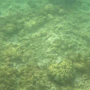 Under the Sea: A Snorkeling Adventure 🌊🐠