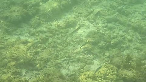 Under the Sea: A Snorkeling Adventure 🌊🐠