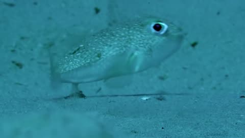 small fish creates a work of art