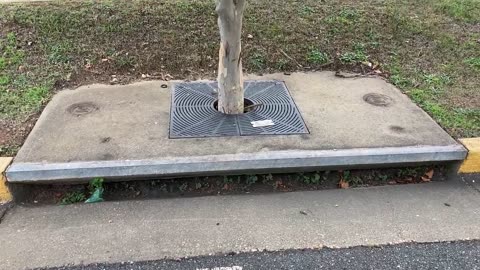 31. Tree Growing Out of a Rain Collector