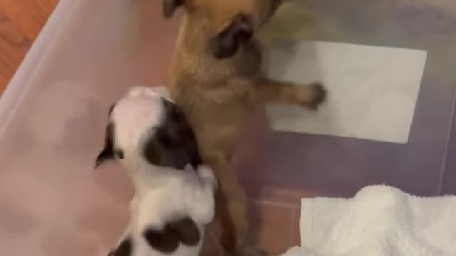 The mother dog is outside the box and the baby dog is inside