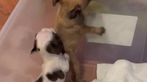The mother dog is outside the box and the baby dog is inside