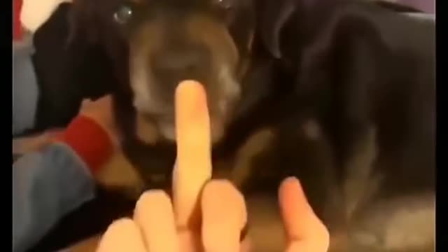 #funnydog