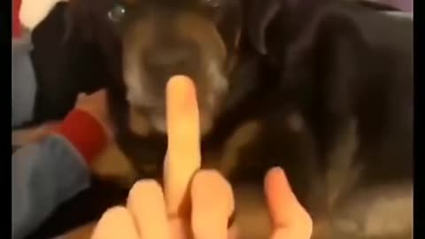 #funnydog
