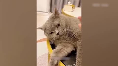 Funny Animal Videos 2024 🥰