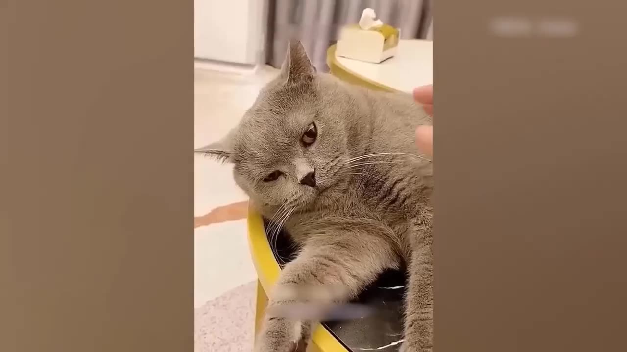 Funny Animal Videos 2024 🥰