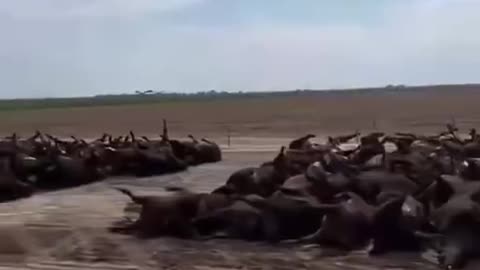 3000 cows died over the weekend in Kansas, USA.