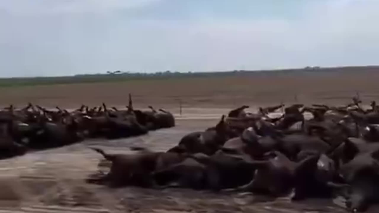 3000 cows died over the weekend in Kansas, USA.