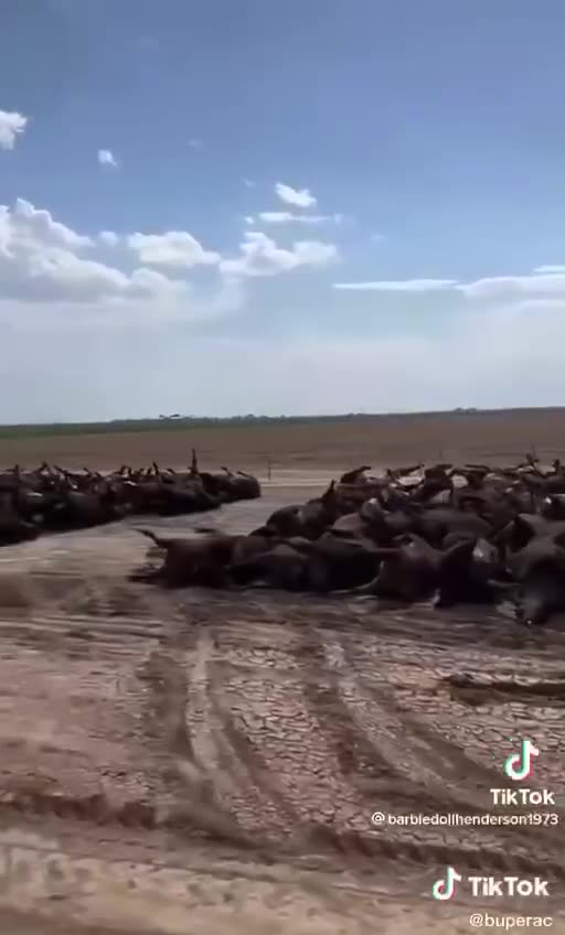 3000 cows died over the weekend in Kansas, USA.