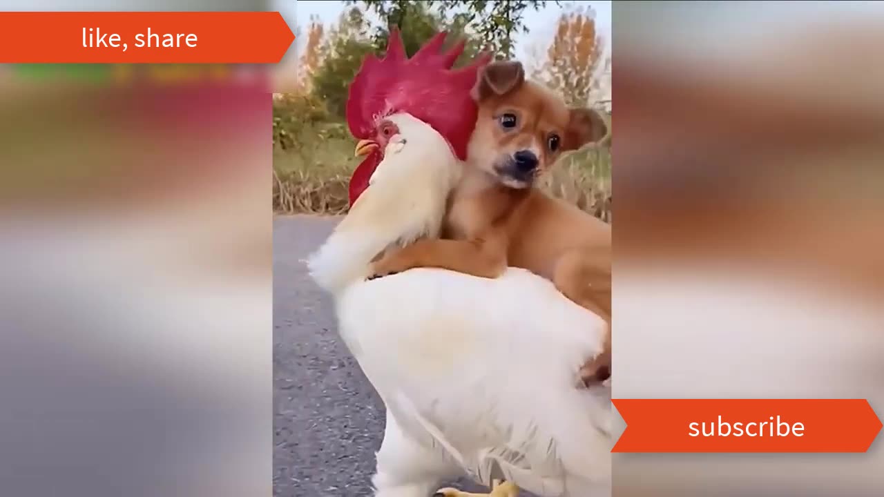 Animals Crazy Moments | Episode 025