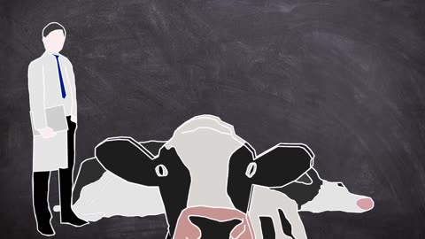 20 Years of Deception: Uncovering the Shocking Mad Cow BSE Scandal | Plainly Difficult