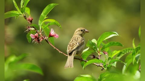 Hindi song