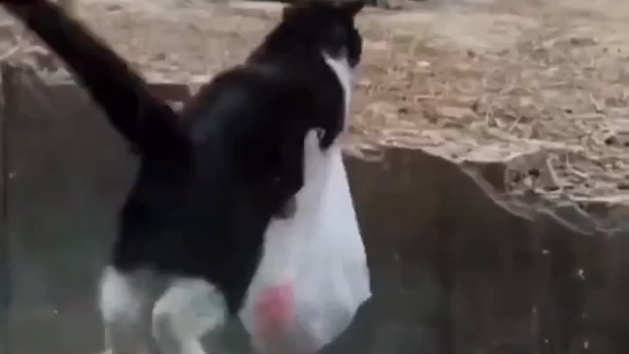 Why was this satisfying 😂🤣😂🤣 .