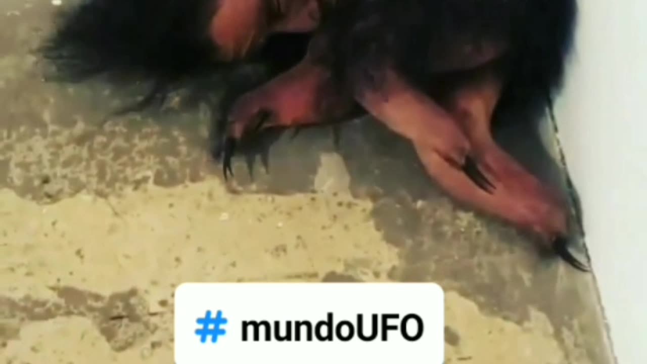 Real ou Fake? Que será isso? 🤔😱👽